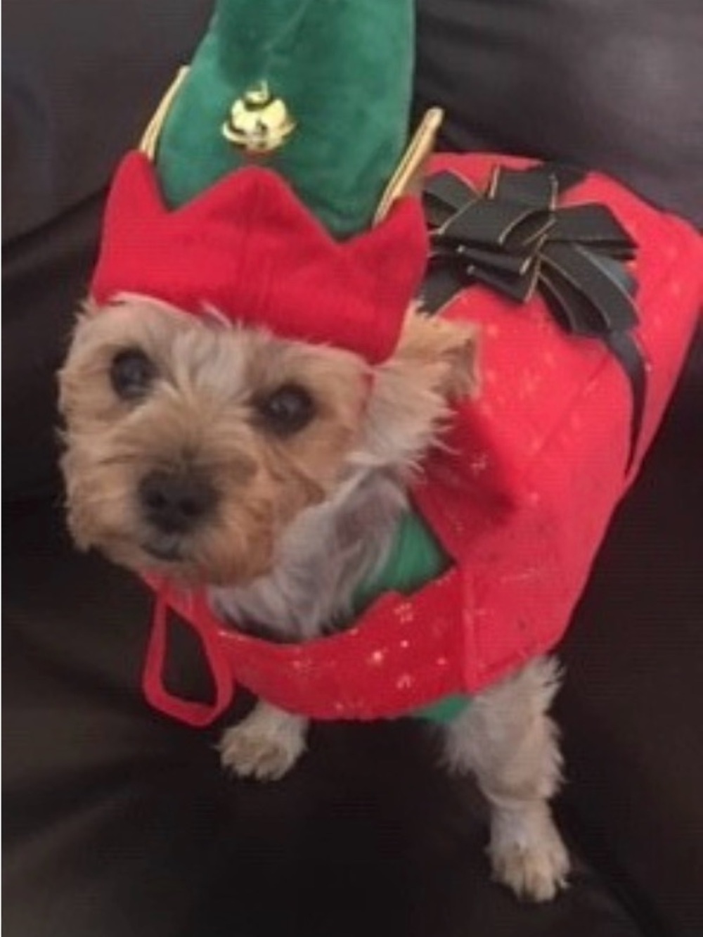 Holiday Red and Green Dog Costume - Festive Pet Outfit